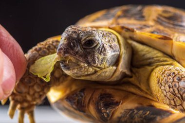 Bir adam kaplumbağayı besler. Fotoğraflı yakın plan..