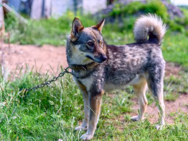 Zincirdeki çoban evi koruyor.