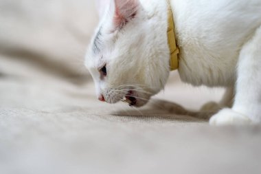 Beyaz evcil bir kedinin portresi