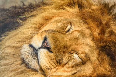 Uyuyan bir aslanın portresi