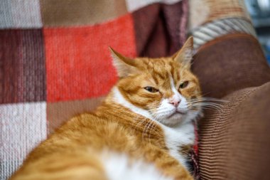 Kırmızı ev yapımı kedi kanepede dinleniyor.