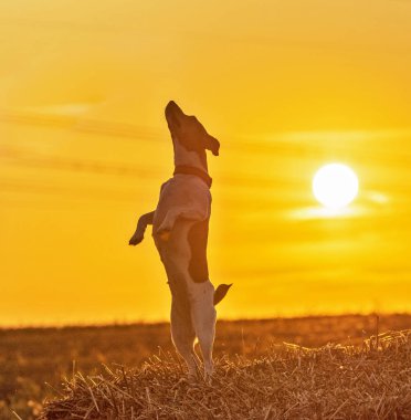 Günbatımında köpek Jack Russell Terrier.