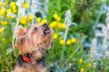 Yorkshire Teriyeri parkta çiçeklerle oynuyor..