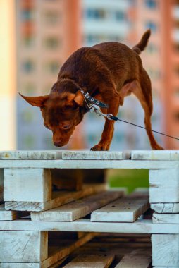 Küçük ev köpeğini yürüyüşe çıkardım..