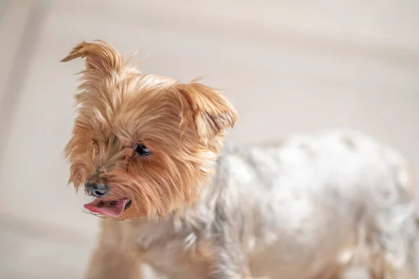 Yorkshire Terrier Retrato Estudio Primer Plano Fotografiado —  Fotos de Stock