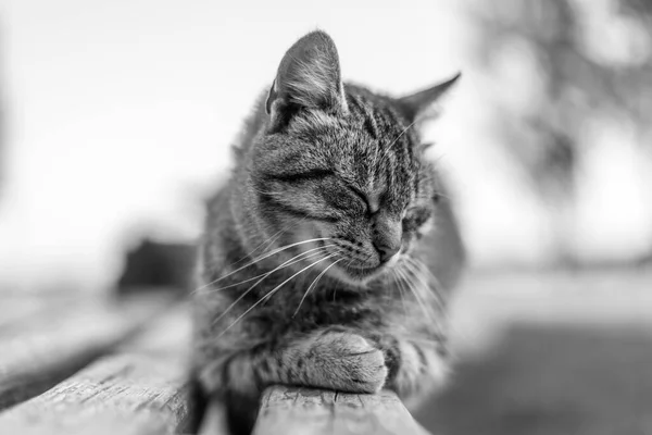 Gri kedi bankta yatıyor.
