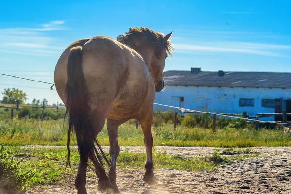 Cheval Court Ferme — Photo