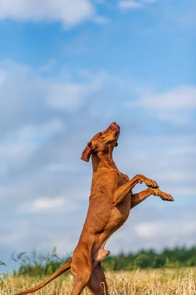 Der Hund Auf Dem Feld Steht Auf Den Hinterbeinen — Stockfoto