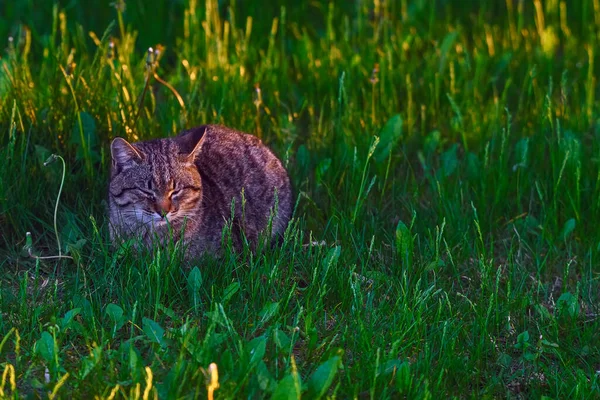 Dakloze Grijze Kat Groen Gras — Stockfoto