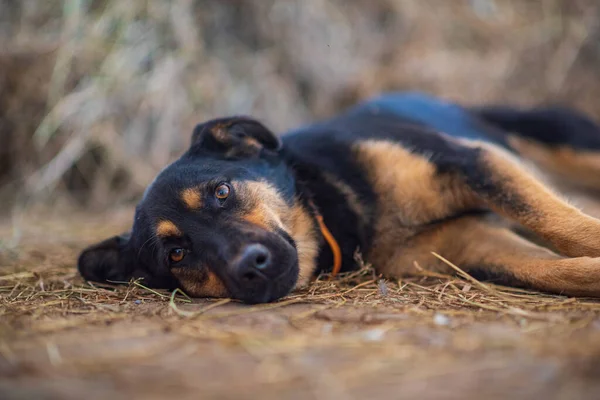 Stray Dog Lying Ground Photographed Close — Stock Photo, Image