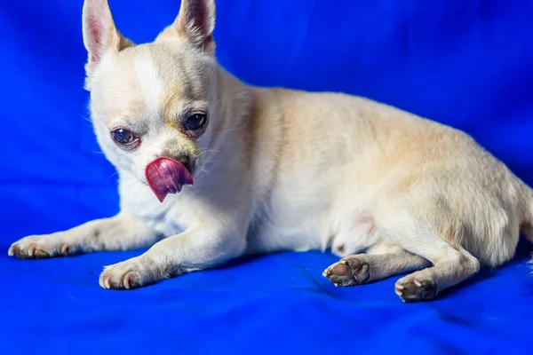 Portret Chihuahua Niebieskim Tle — Zdjęcie stockowe