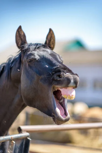 Caballo Ríe Con Boca Abierta —  Fotos de Stock