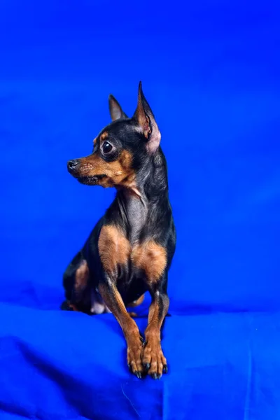 Retrato Juguete Terrier Sobre Fondo Azul — Foto de Stock