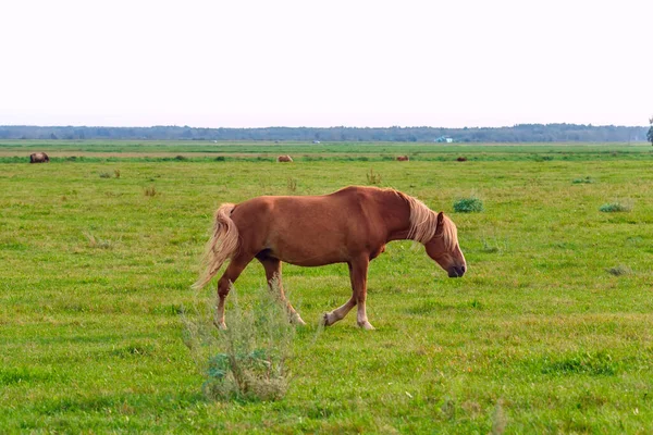 Ein Paar Pferde Grasen Auf Der Weide — Stockfoto