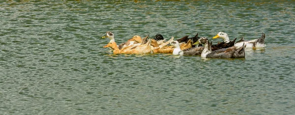 家鸭在池塘里游泳 — 图库照片