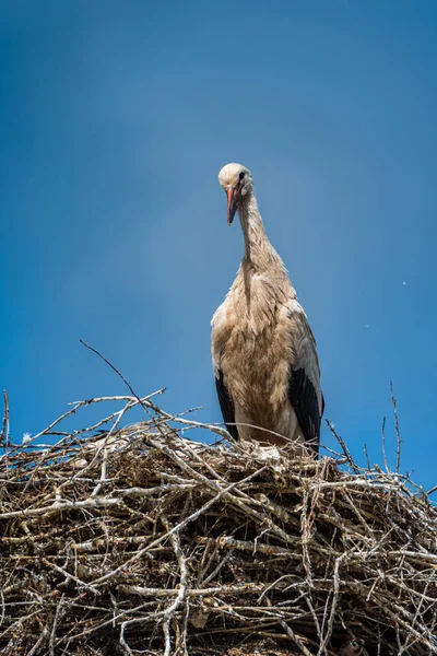 鸟巢中的Stork在天空的映衬下 — 图库照片