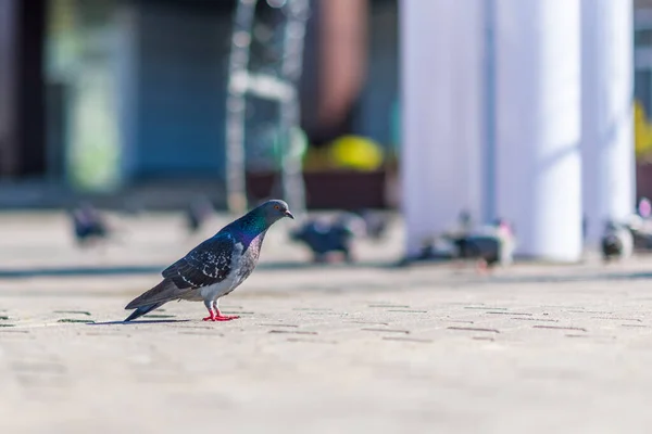 Porträt Einer Taube Auf Einer Straße Der Stadt — Stockfoto