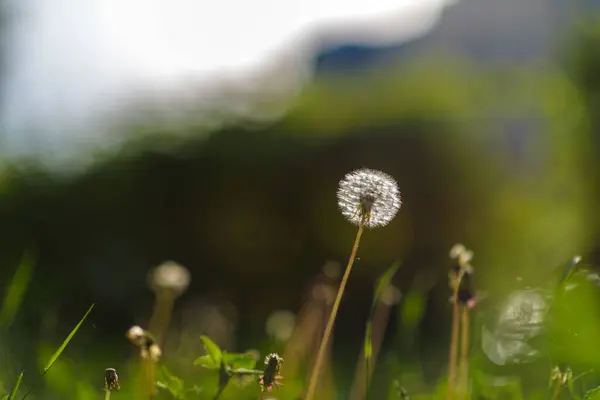 Dandelion Rumput Dengan Latar Belakang Kabur — Stok Foto