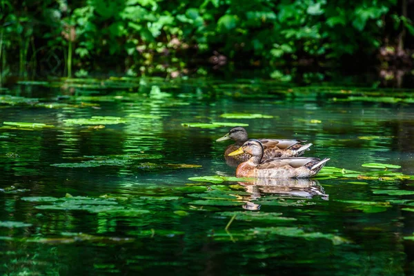 Ördek gölette yüzer