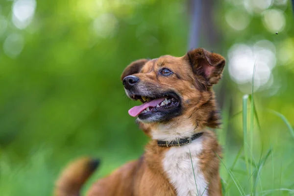 Portret Van Een Hond Het Bos Het Hoge Gras Close — Stockfoto