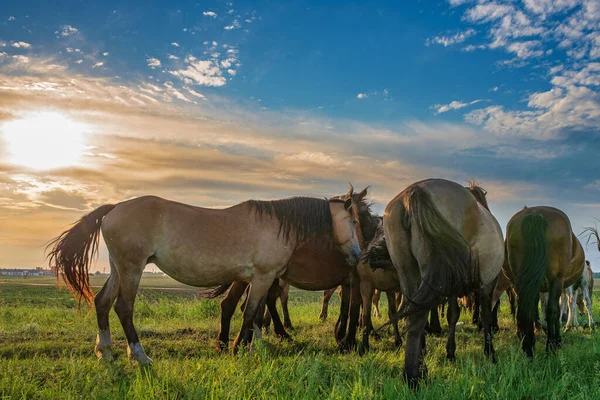 Sommer Auf Einer Grünen Wiese Weidende Herde Von Pferden — Stockfoto