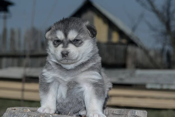 Porträt Eines Husky Welpen Aus Nächster Nähe — Stockfoto