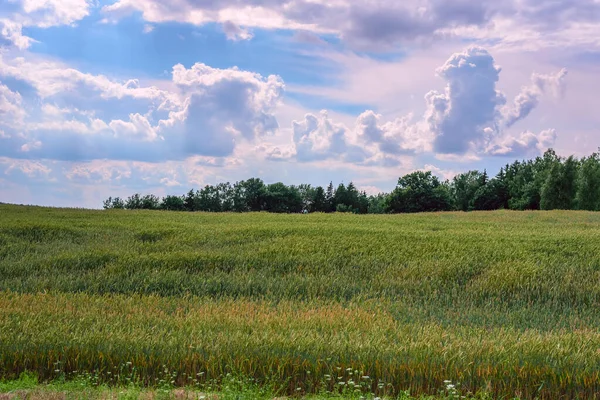 Feld Aus Grünem Weizen — Stockfoto