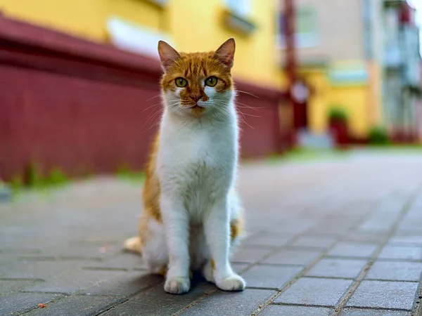 Gato Rojo Acera — Foto de Stock