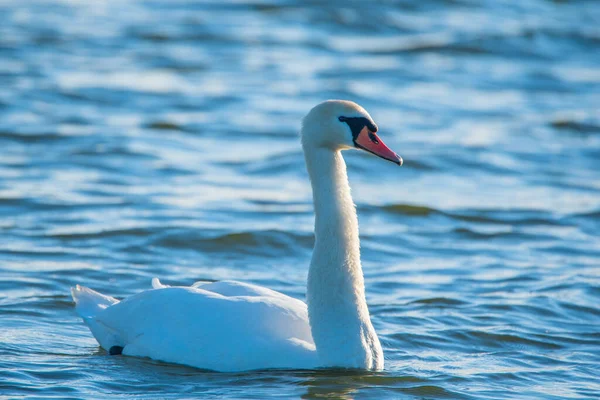 Biały Samotny Łabędź Pływa Morzu Fotografowane Zbliżenie — Zdjęcie stockowe