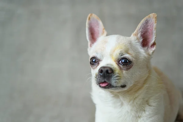 Portrait Chihuahua Sur Fond Gris — Photo