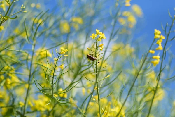 Blooming Field Rapeseed Photographed Close Summer Afternoon — Stock Photo, Image