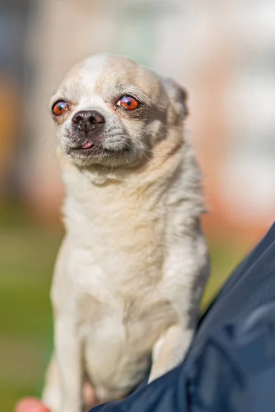 Portrét Chihuahua Chihuahua Náručí Muže — Stock fotografie