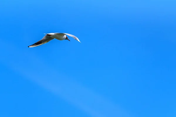 Racek Letící Proti Modré Obloze — Stock fotografie