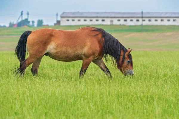 Samotny Koń Wypasa Się Polu Fotografowane Zbliżenie — Zdjęcie stockowe