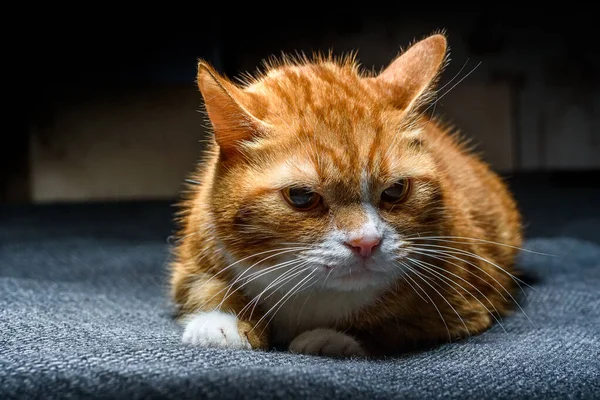 Nieuwsgierige Kat Ligt Het Bed — Stockfoto