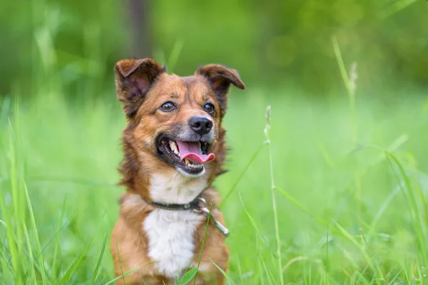 Ormandaki bir köpeğin portresi. Yüksek otların arasında..