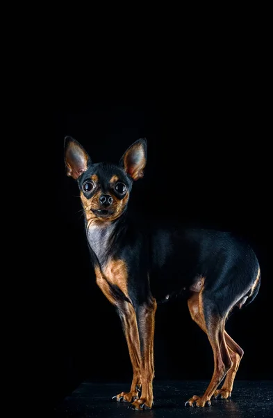 Retrato Perro Ruso Juguete Terrier — Foto de Stock