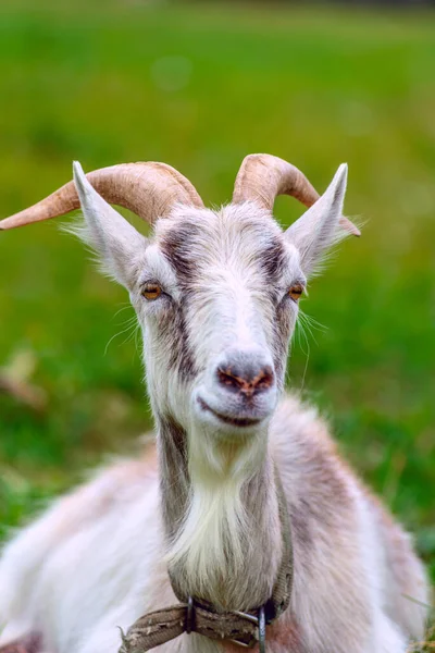 Goat Standing Meadow Looking Camera — Stock Photo, Image