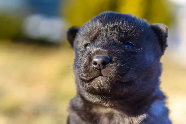 Portrait Small Village Puppy Black Color Photographed Close — Stock Photo, Image