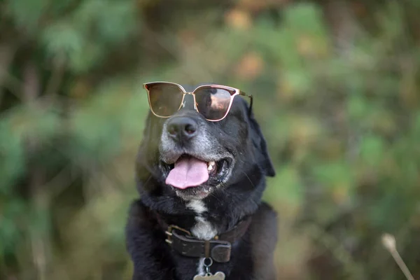 Labrador Negro Sienta Bosque Con Gafas —  Fotos de Stock