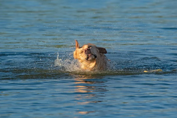 Labrador Sacude Agua Primer Plano Fotografiado — Foto de Stock