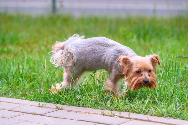 Cute Beige Terrier Walking Street — Stock Photo, Image