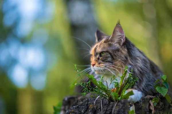 Maine Coon Cat Portrait Park Photographed Close — Stock Photo, Image