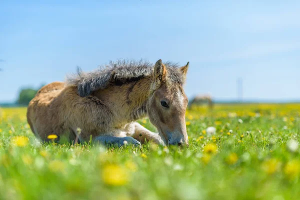 Çimlerin Üzerinde Yatan Bir Atın Portresi — Stok fotoğraf