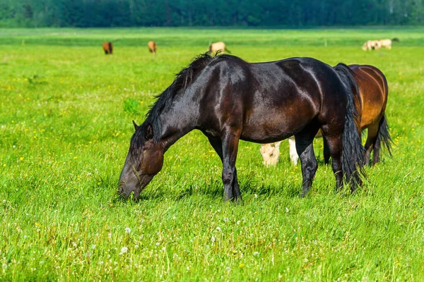 一匹孤零零的马正在田里吃草 — 图库照片