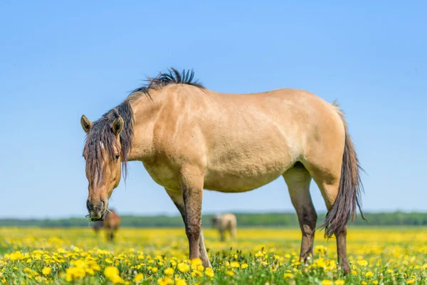 Caballo Solitario Roza Campo Dientes León Contra Cielo — Foto de Stock