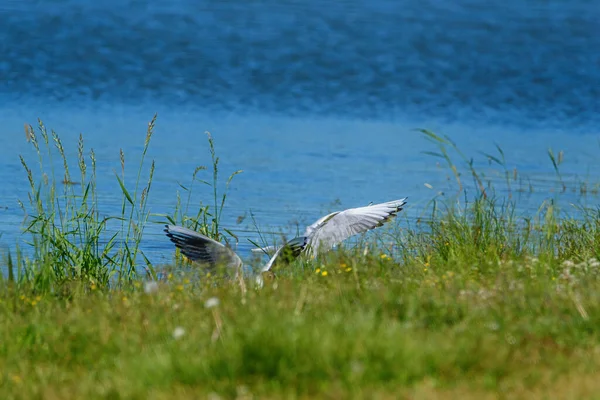 Gulls Take Shore — Stock Photo, Image
