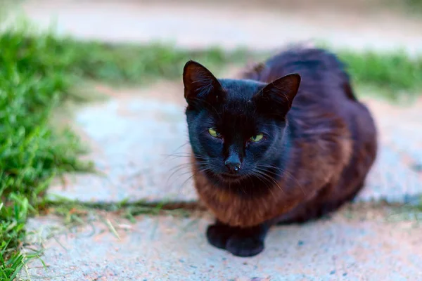 Vuile Zwarte Zwervende Kat — Stockfoto