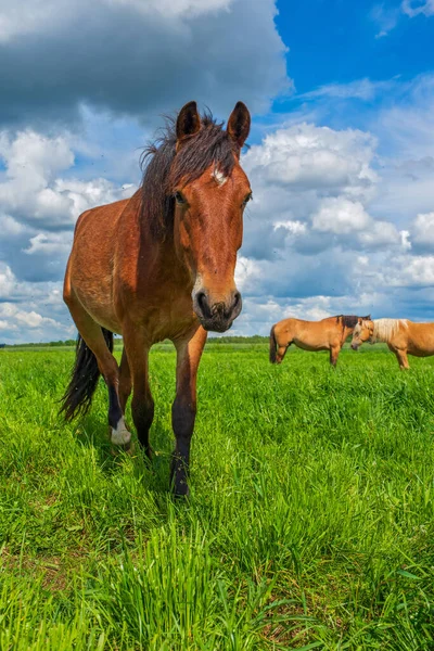 Een Paard Schampt Het Veld Gefotografeerd Tegen Lucht Wolken — Stockfoto