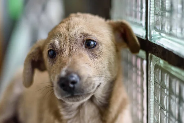 Evsiz üzgün bir köpeğin portresi. Yaklaş..
